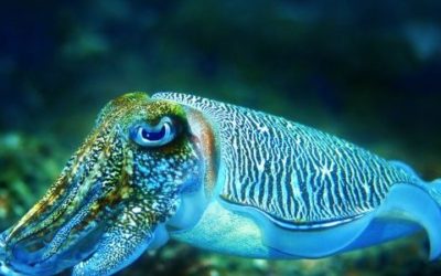 6 Personal Qualities You Need to Be a “Cuttlefish Marketer”