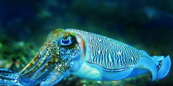 6 Personal Qualities You Need to Be a “Cuttlefish Marketer”
